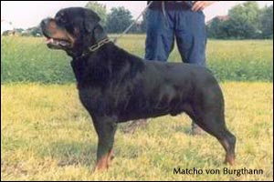 rottweiler Matcho von Burgthann