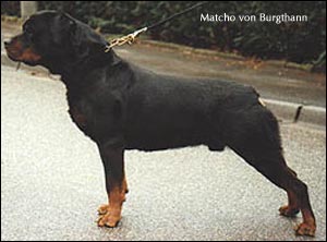 rottweiler Matcho von Burgthann