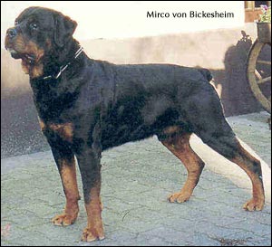 rottweiler Mirco von Bickesheim