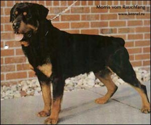 rottweiler Morris vom Rauchfang