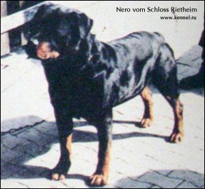 rottweiler Nero vom Schloss Rietheim