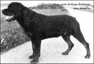 rottweiler Nero vom Schloss Rietheim