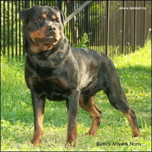 rottweiler Rotti's Allyans Noris