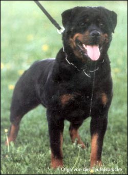 rottweiler Olga von der Teufelsbrücke