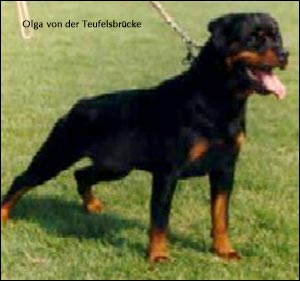 rottweiler Olga von der Teufelsbrücke