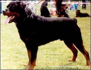 rottweiler Osco vom Schwaiger Wappen