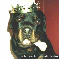 rottweiler Pascha vom Obergrombacher Schloss