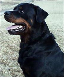 rottweiler Rottriver's Gaston