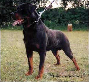 rottweiler Quanto vom Rauchfang