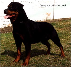 rottweiler Quiky vom Vilstaler Land