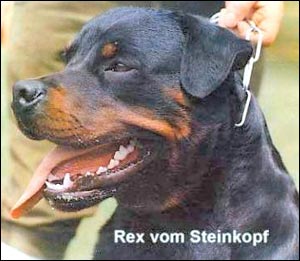  Rex vom Steinkopf