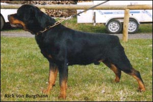 rottweiler Rick von Burgthann