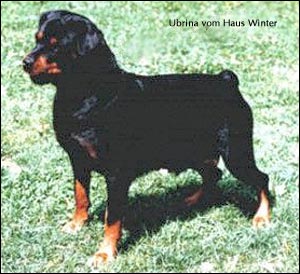 rottweiler Ubrina vom Haus Winter