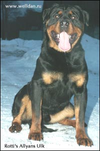 Rottweiler Ulk