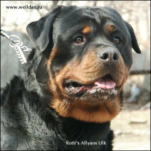 rottweiler Rotti's Allyans Ulk