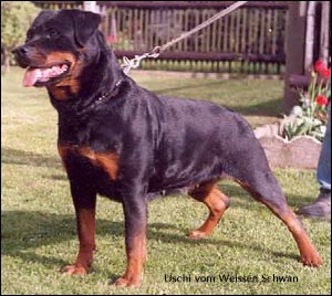 rottweiler Uschi vom Weissen Schwan