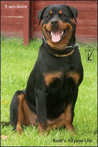 rottweiler Rotti's Allyans Ute