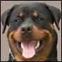 rottweiler Rotti's Allyans Ute