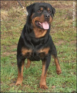 rottweiler Rotti's Allyans Vico