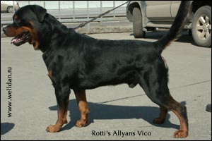 rottweiler Rotti's Allyans Vico