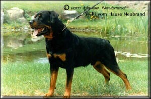 rottweiler Willi vom Hause Neubrand