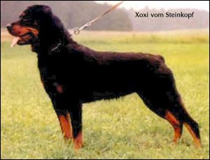 rottweiler Xoxi vom Steinkopf